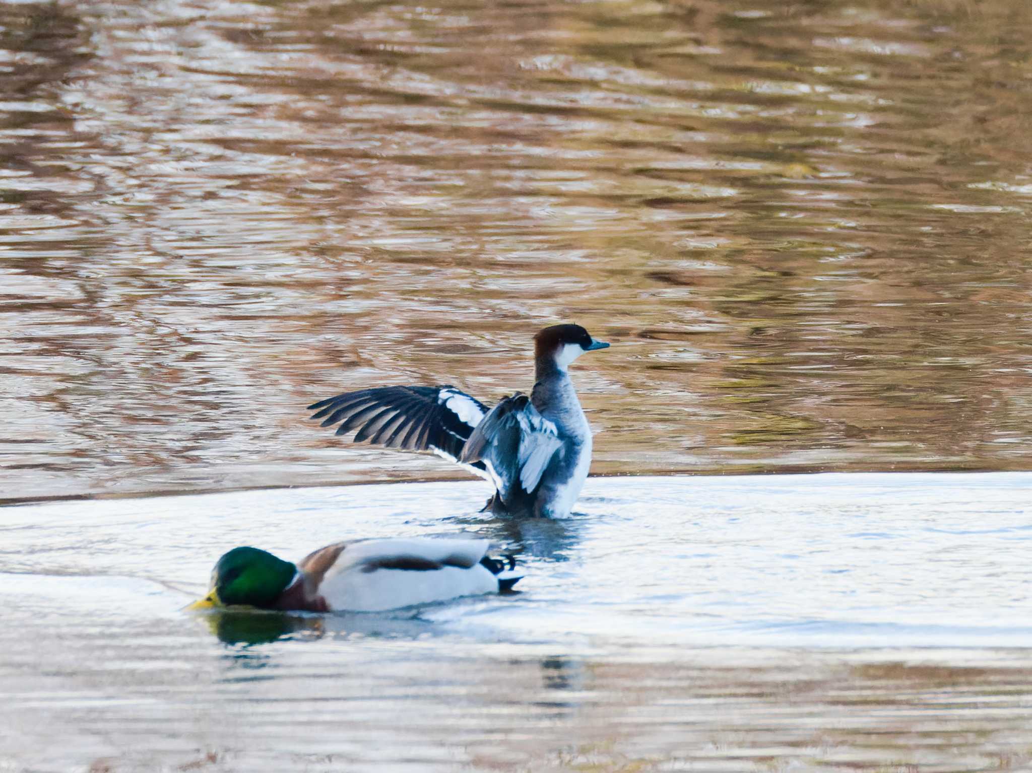 Smew