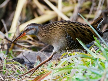 Sun, 1/7/2024 Birding report at Teganuma