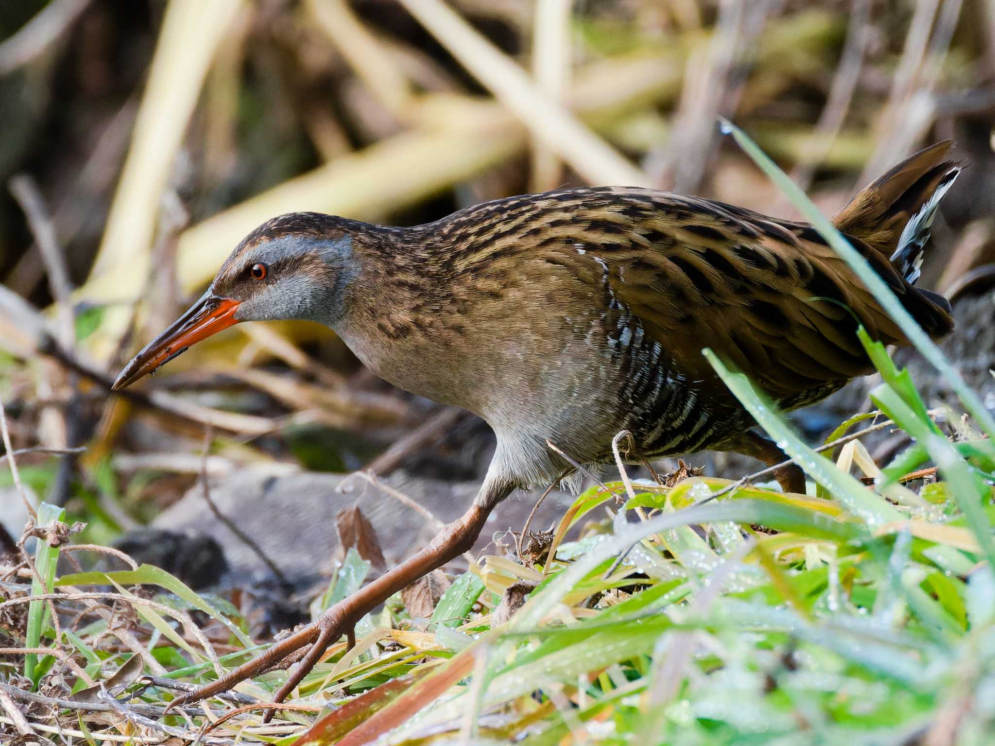 Brown-cheeked Rail