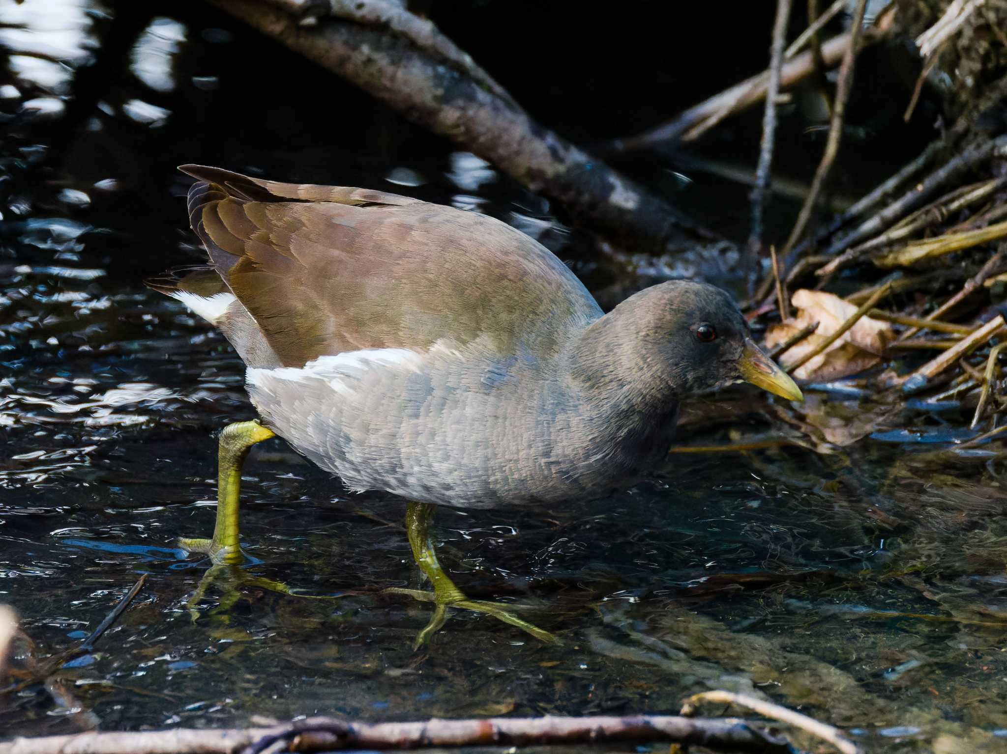 Common Moorhen