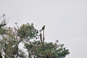 Scarlet-fronted Parakeet