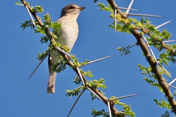 Gambaga Flycatcher Amboseli National Park Wed, 12/27/2023