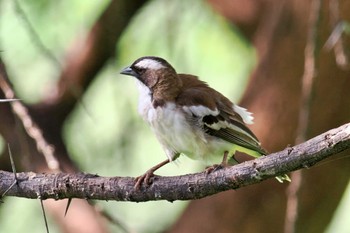 White-browed Sparrow-Weaver