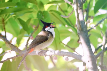 Red-whiskered Bulbul カモンエス公園(マカオ) Mon, 1/1/2024