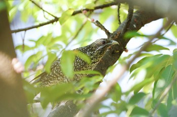 Asian Koel カモンエス公園(マカオ) Mon, 1/1/2024