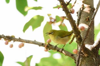 Swinhoe's White-eye カモンエス公園(マカオ) Mon, 1/1/2024