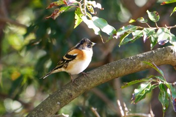 アトリ 西湖野鳥の森公園 2024年1月6日(土)