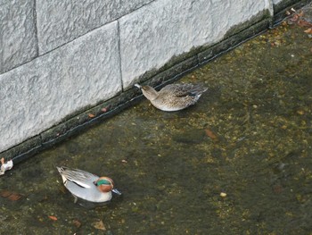 2024年1月7日(日) 平和の森公園、妙正寺川の野鳥観察記録