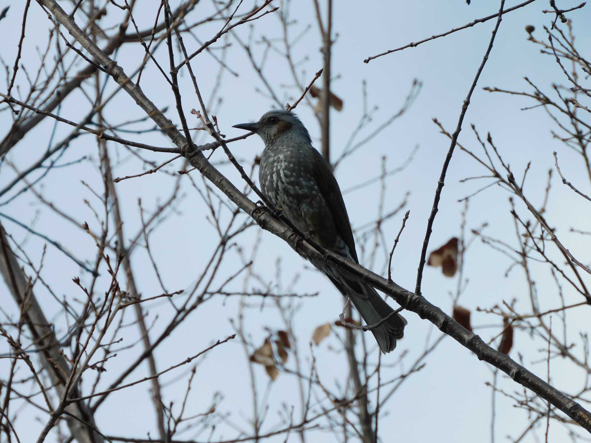 平和の森公園、妙正寺川 ヒヨドリの写真 by morinokotori