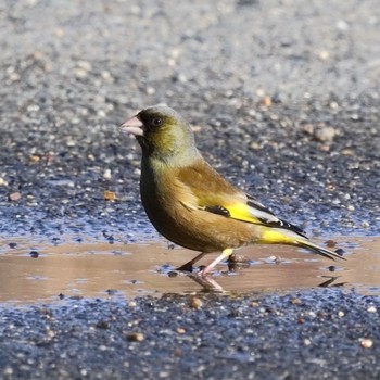 Grey-capped Greenfinch 淀川河川公園 Sun, 1/7/2024