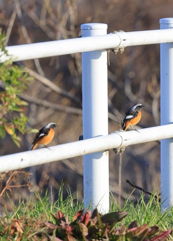 Daurian Redstart 淀川河川公園 Sun, 1/7/2024