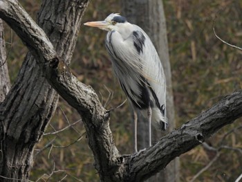 アオサギ 千葉市泉自然公園 2024年1月7日(日)