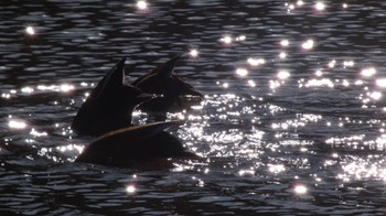 カルガモ 舞岡公園 2024年1月7日(日)