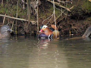 Mandarin Duck 千葉市泉自然公園 Sun, 1/7/2024