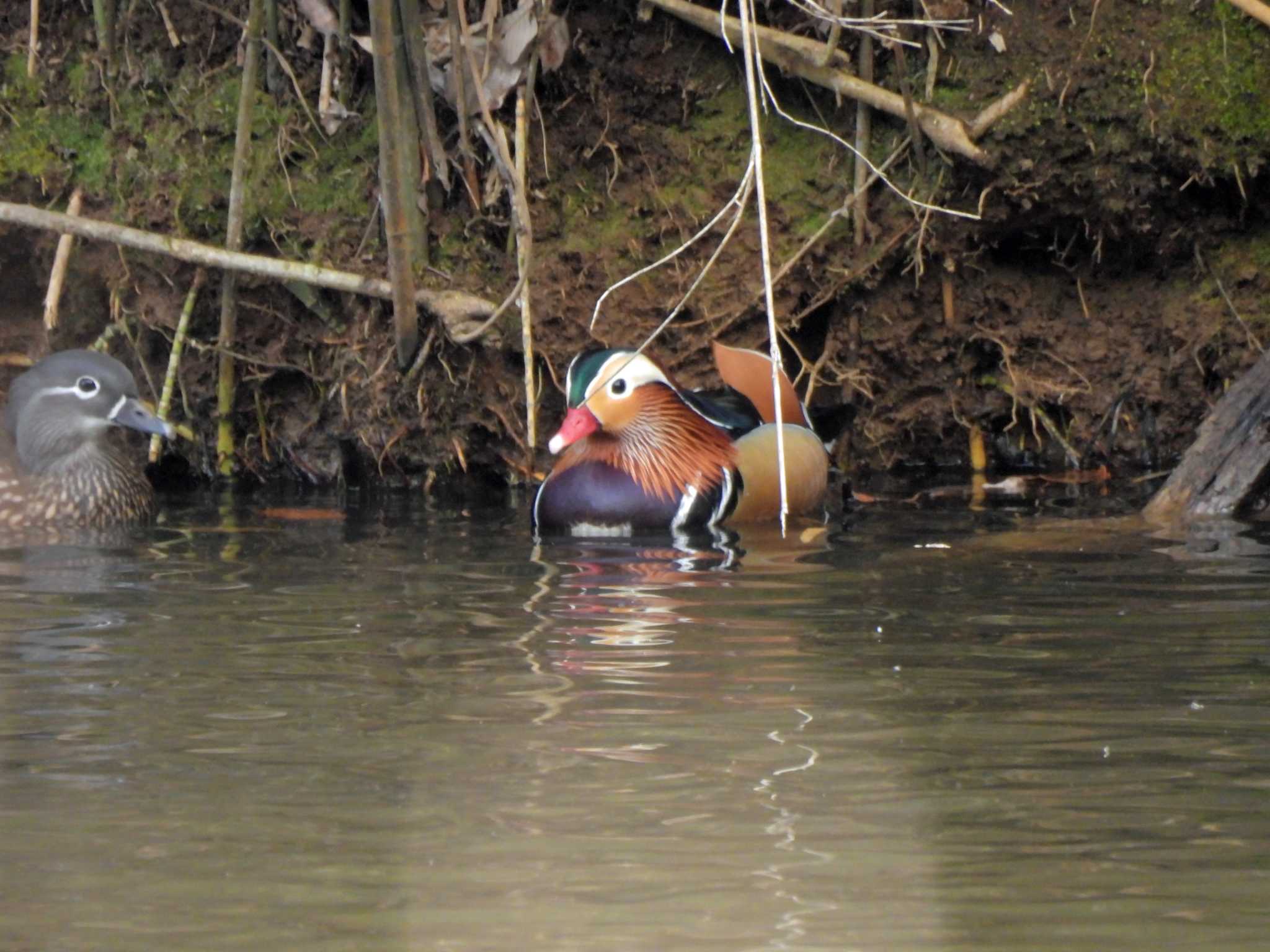 Photo of Mandarin Duck at 千葉市泉自然公園 by ごろぞー