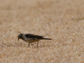 Water Pipit 多摩川 Sun, 1/7/2024