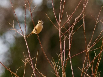 Meadow Bunting 多摩川 Sun, 1/7/2024