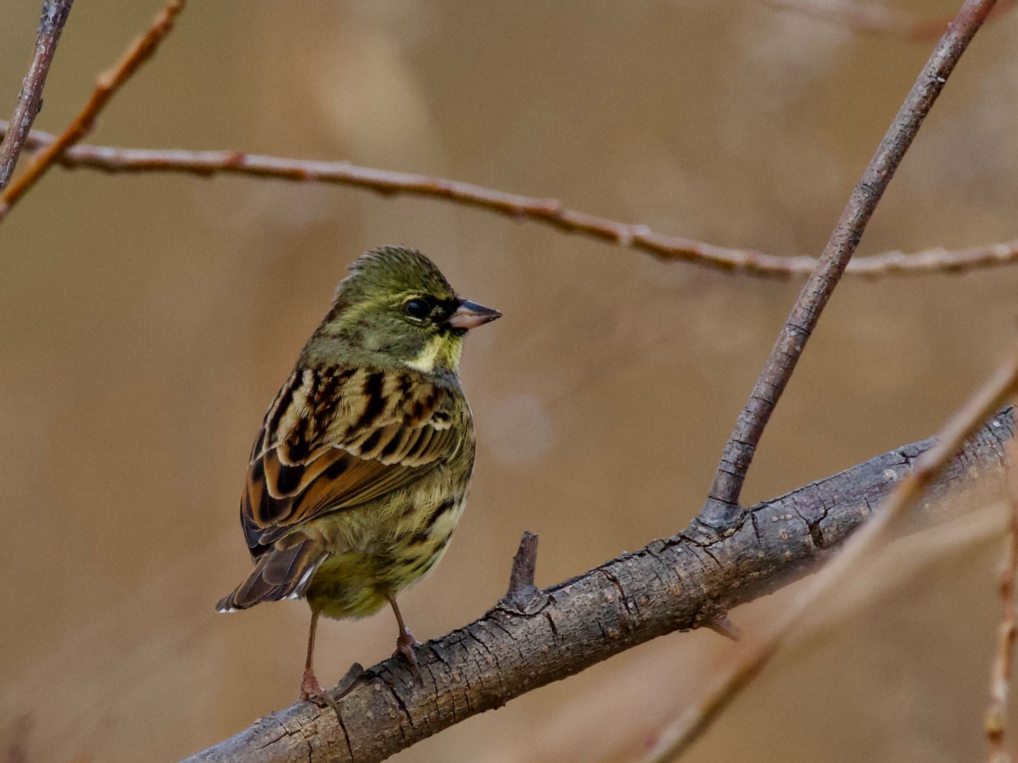 Photo of Masked Bunting at 多摩川 by 青い鳥