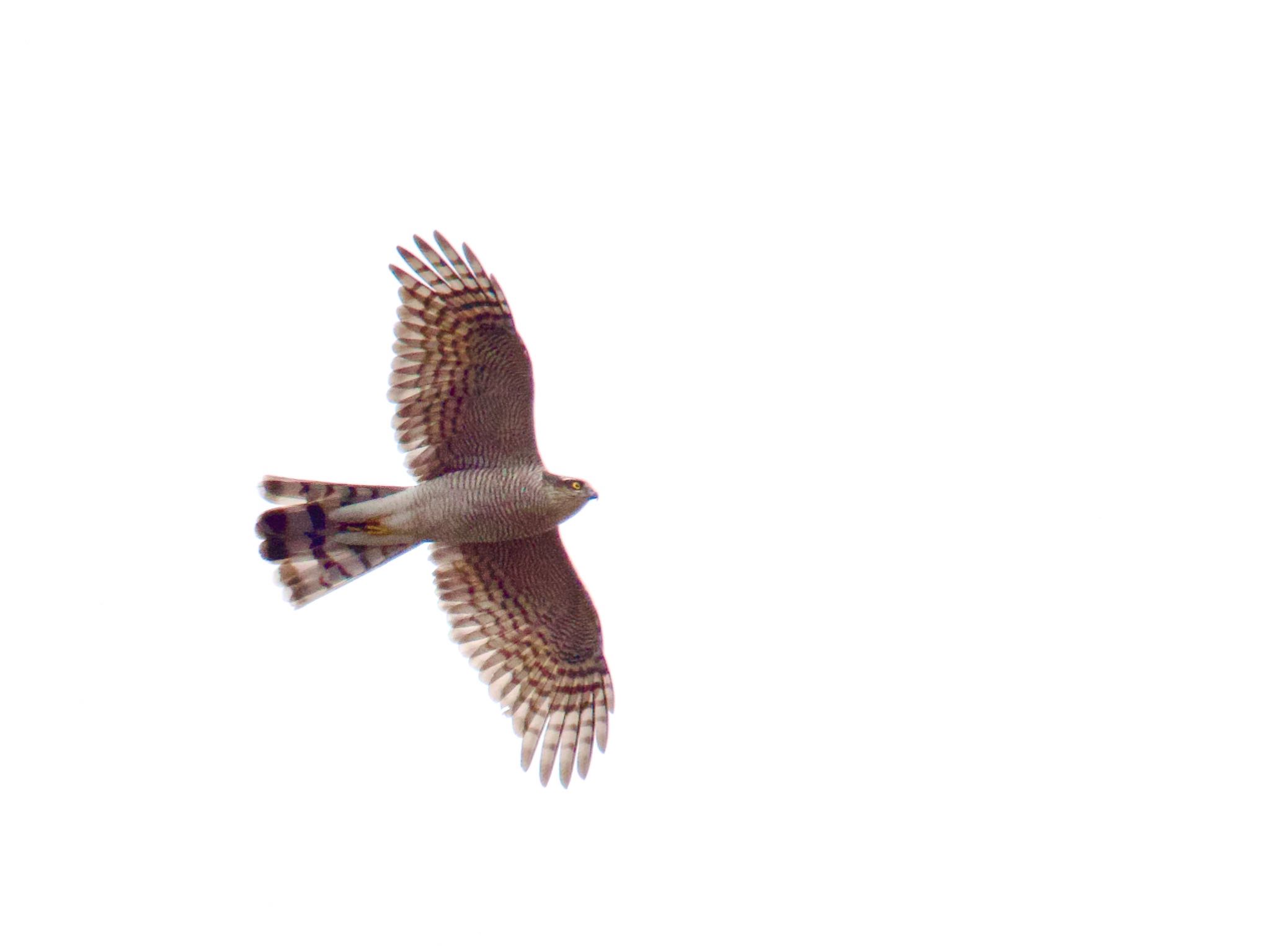 Photo of Eurasian Sparrowhawk at 多摩川 by 青い鳥