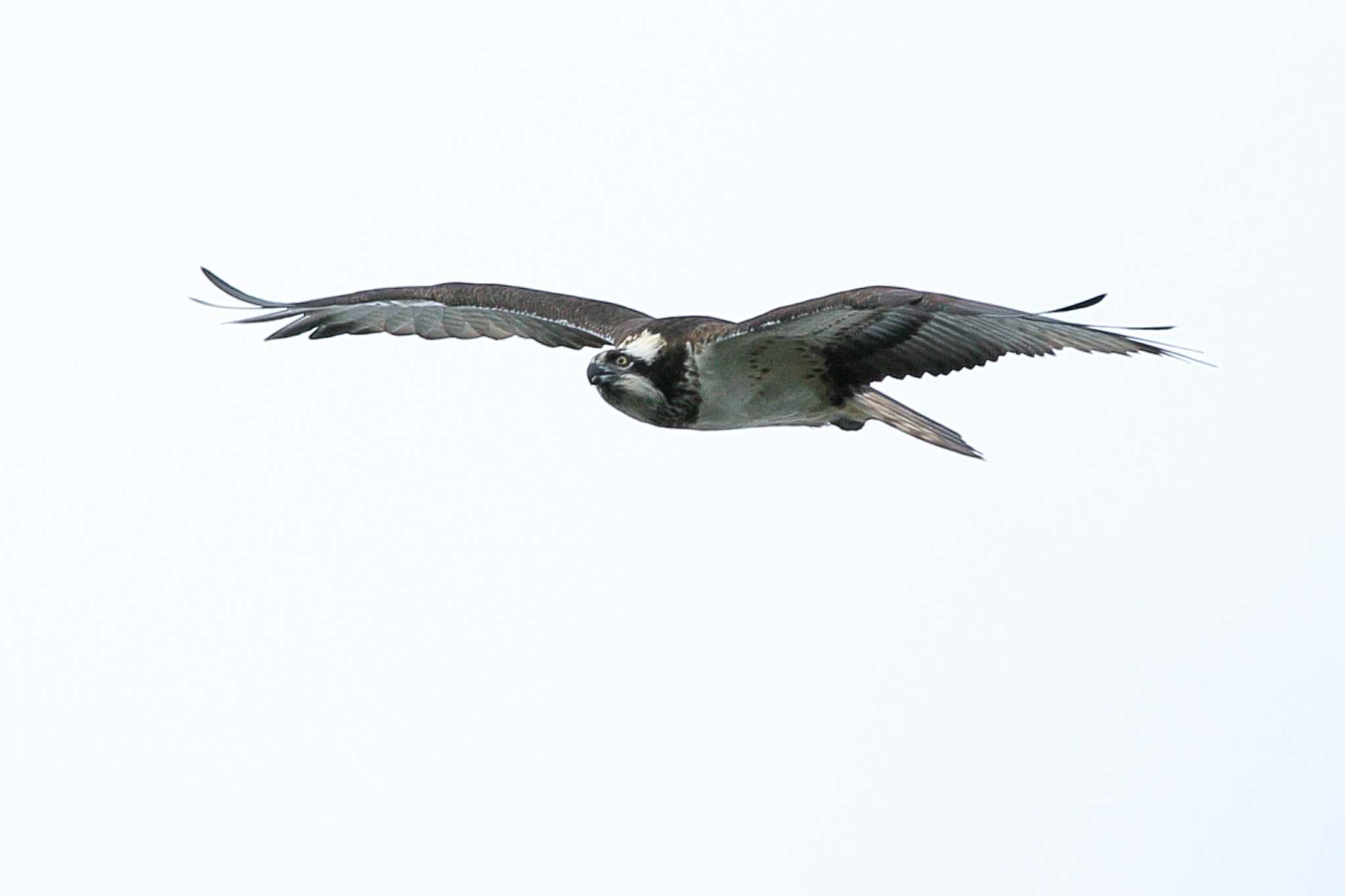 Photo of Osprey at 旭公園 by Button-Down Freak