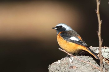 2024年1月7日(日) 旭公園の野鳥観察記録