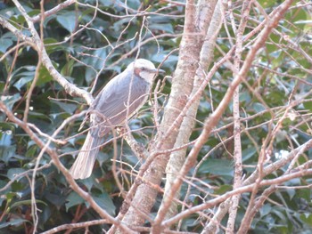 Brown-eared Bulbul Unknown Spots Sun, 1/7/2024