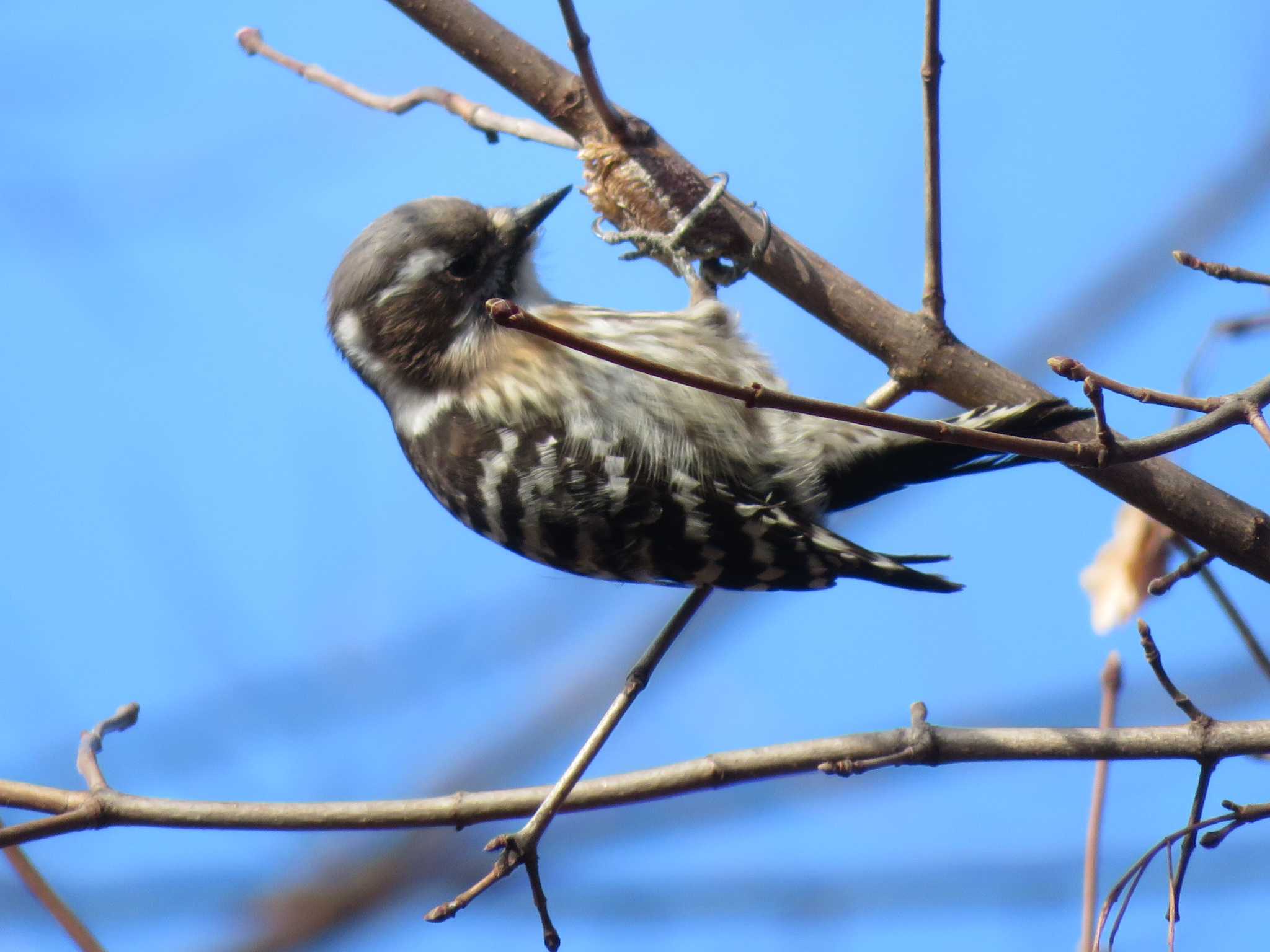 Photo of Japanese Pygmy Woodpecker at  by KAT