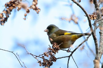 カワラヒワ 旭公園 2024年1月7日(日)