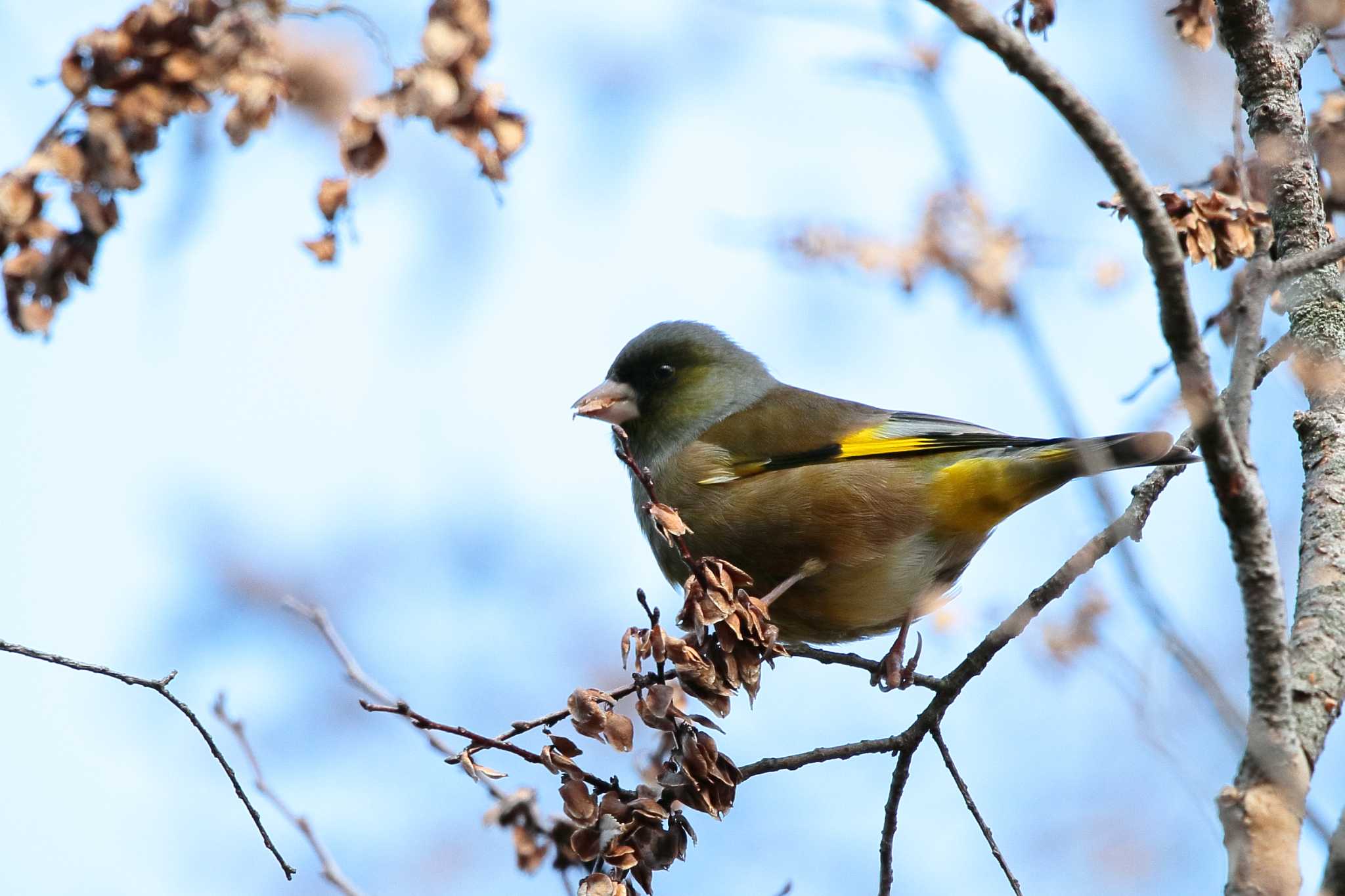 Photo of Grey-capped Greenfinch at 旭公園 by Button-Down Freak
