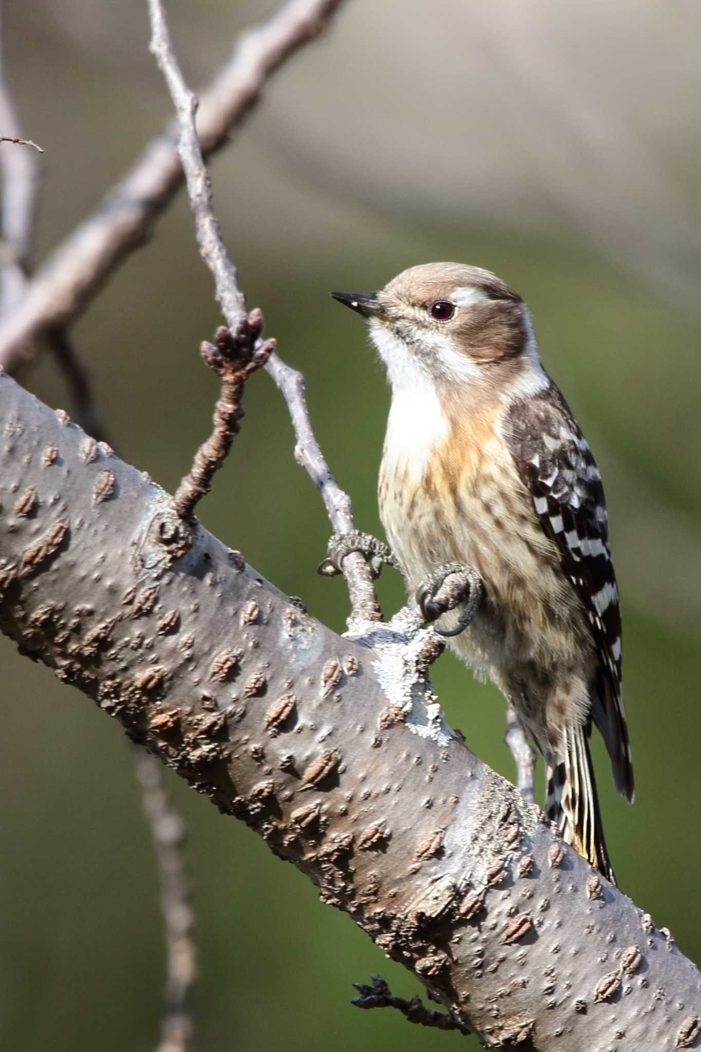 Photo of Japanese Pygmy Woodpecker at 旭公園 by Button-Down Freak