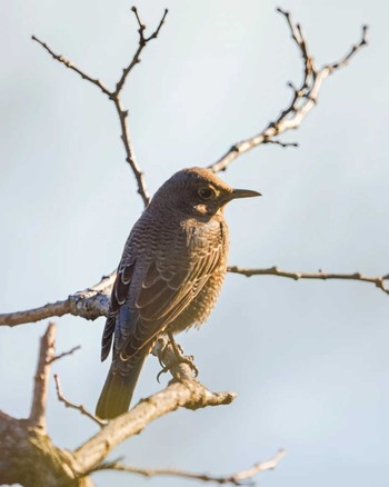 Blue Rock Thrush Yatsu-higata Sat, 1/6/2024