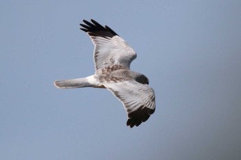 Sun, 1/7/2024 Birding report at 知多市 野崎川流域