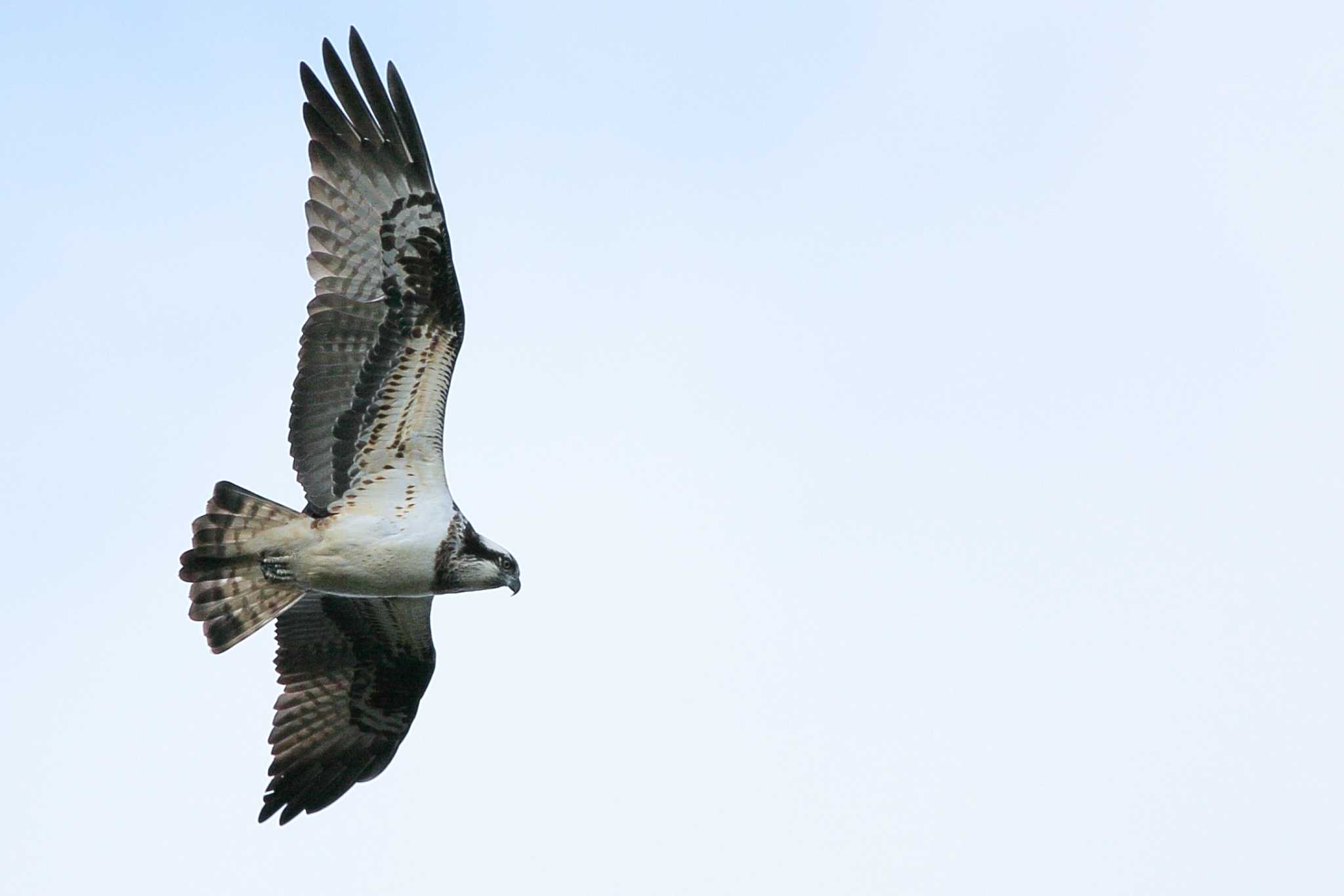 Osprey