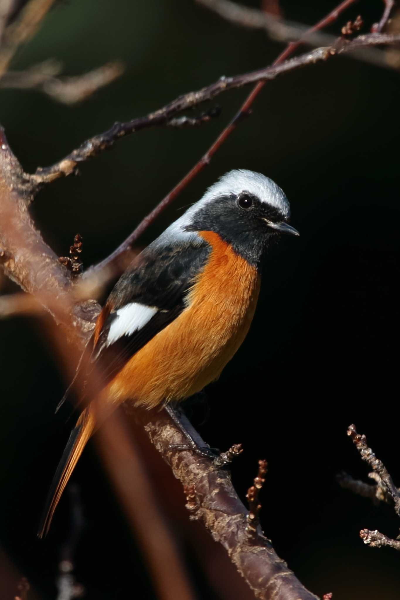 Daurian Redstart