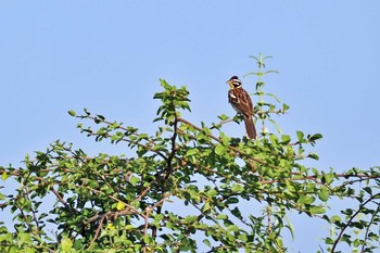 Somali Bunting