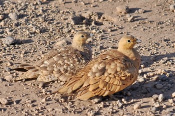 Chestnut-bellied Sandgrouse