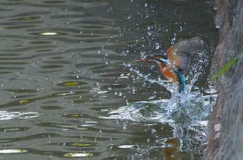 Common Kingfisher 城北公園 Sun, 1/7/2024