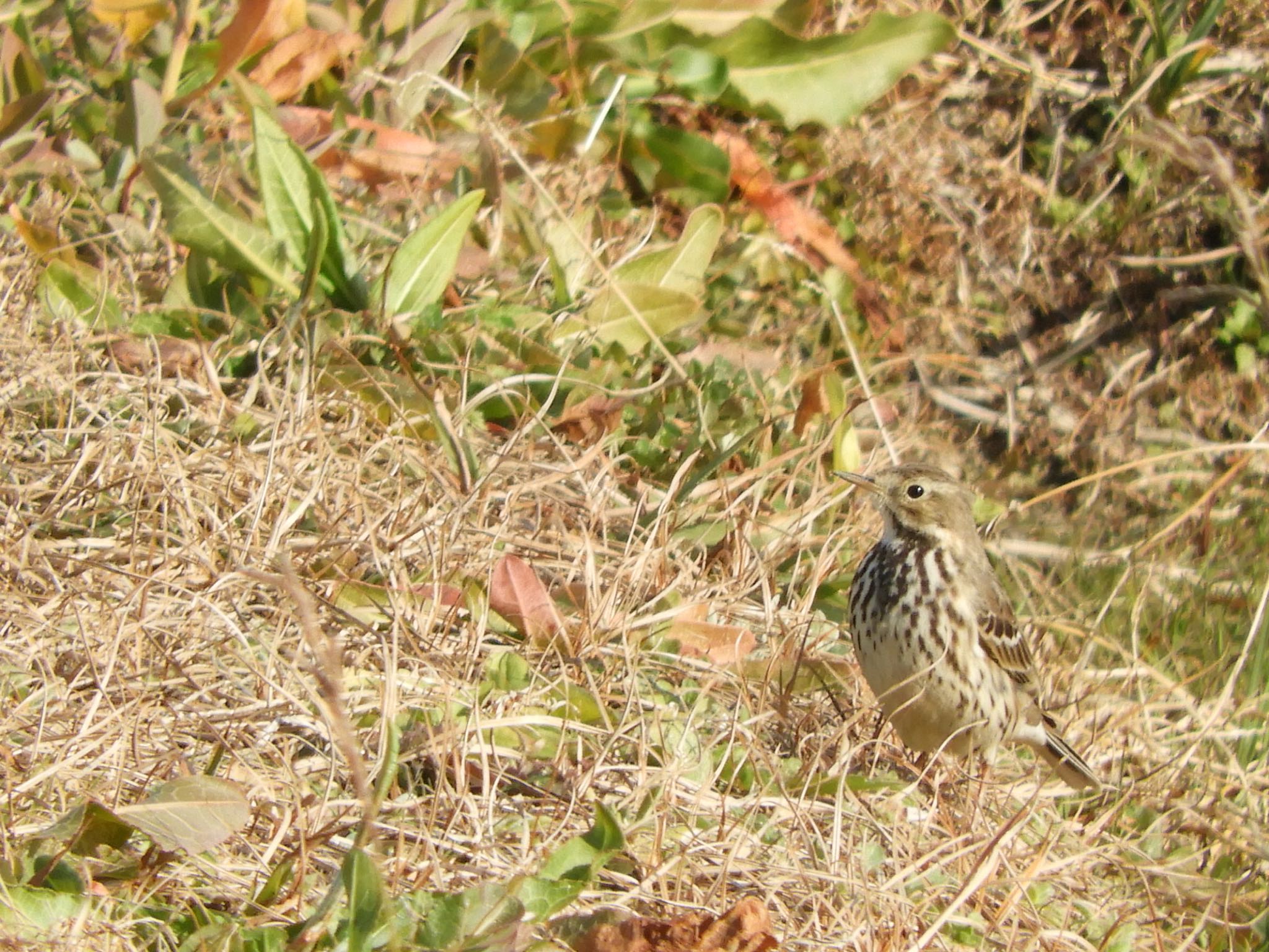 タヒバリ