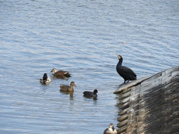 2024年1月7日(日) 皿池の野鳥観察記録