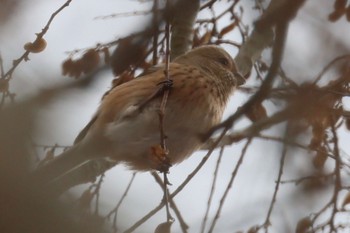 Siberian Long-tailed Rosefinch 国営木曽三川公園  Sun, 1/7/2024