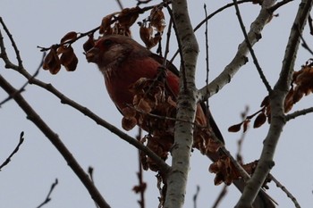 Siberian Long-tailed Rosefinch 国営木曽三川公園  Sun, 1/7/2024