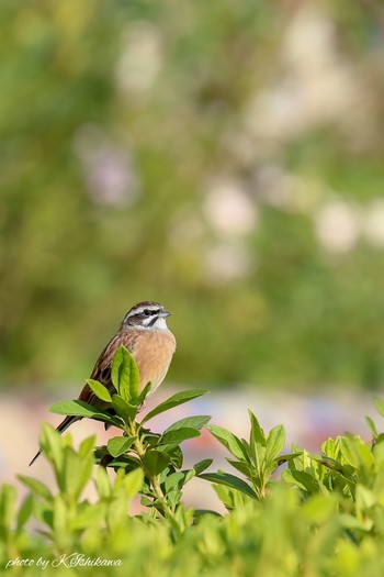 ホオジロ 花フェスタ記念公園 2018年10月27日(土)