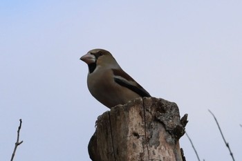 Hawfinch 国営木曽三川公園  Sun, 1/7/2024