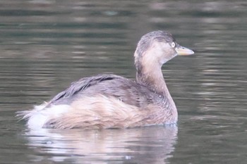 Little Grebe 国営木曽三川公園  Sun, 1/7/2024