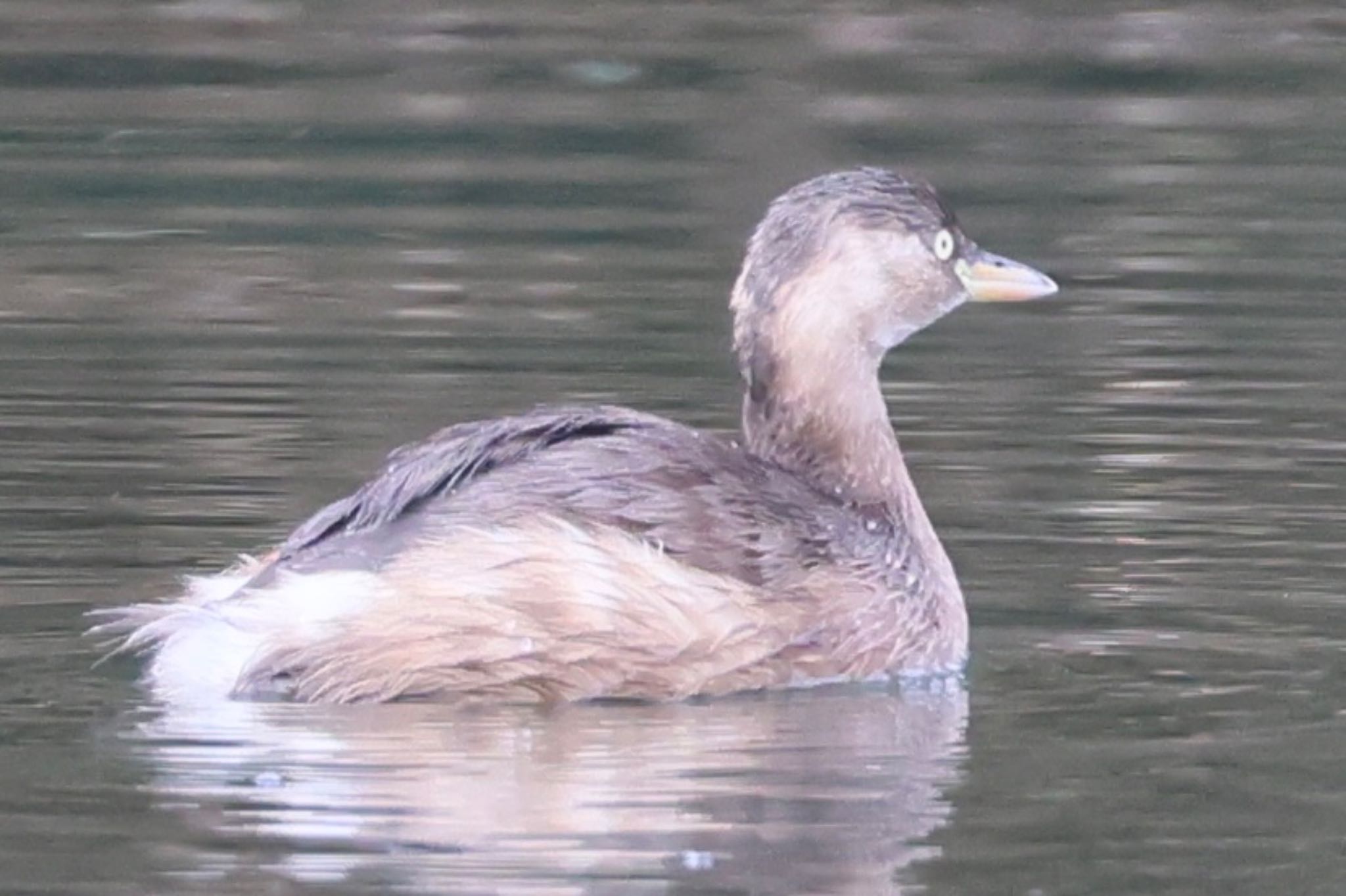 Photo of Little Grebe at 国営木曽三川公園  by フーさん