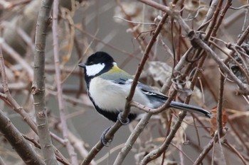 Japanese Tit 国営木曽三川公園  Sun, 1/7/2024