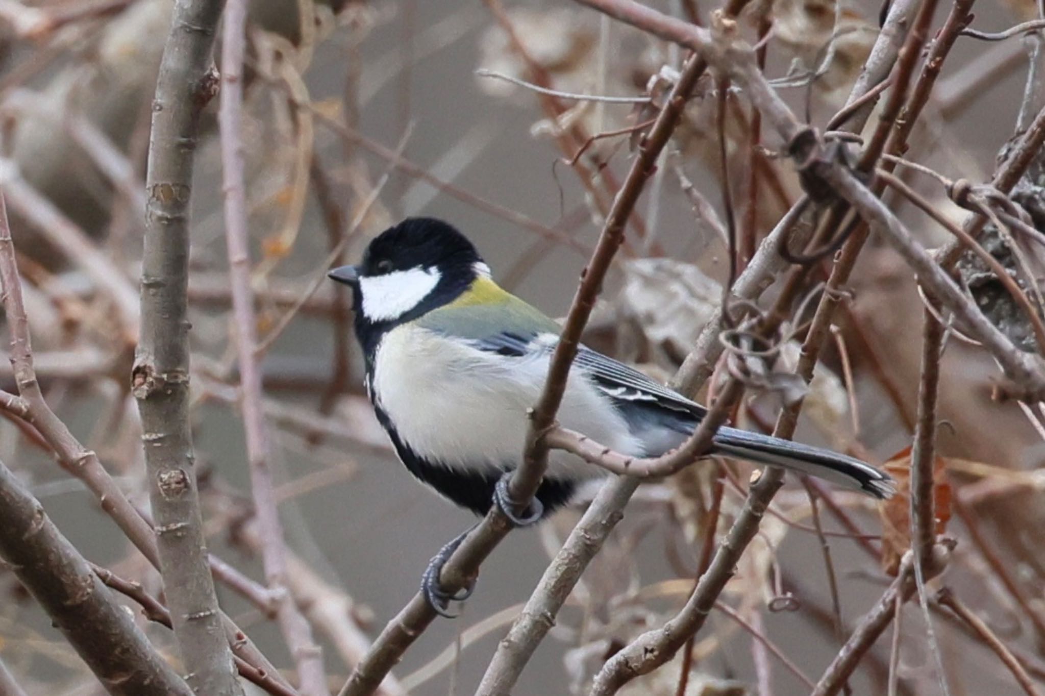 Photo of Japanese Tit at 国営木曽三川公園  by フーさん