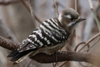 Japanese Pygmy Woodpecker 国営木曽三川公園  Sun, 1/7/2024