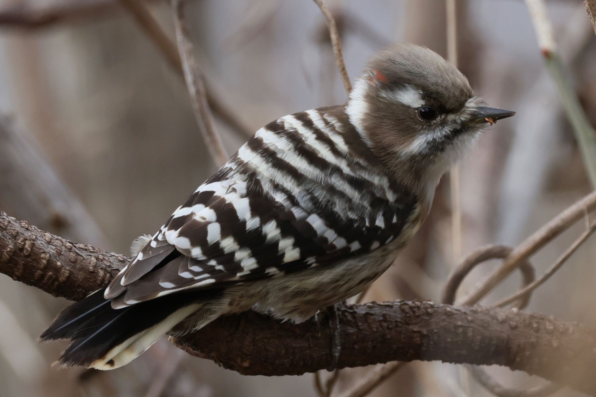 Photo of Japanese Pygmy Woodpecker at 国営木曽三川公園  by フーさん