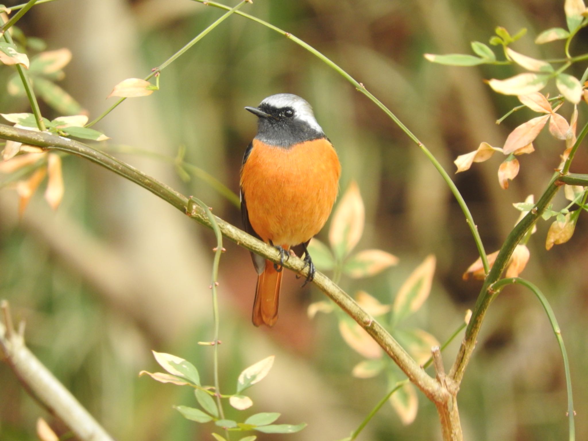 Photo of Daurian Redstart at Kobe Forest Botanic Garden by miki